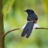 Sama belorita - Copsychus malabaricus - White-rumped Shama o9343